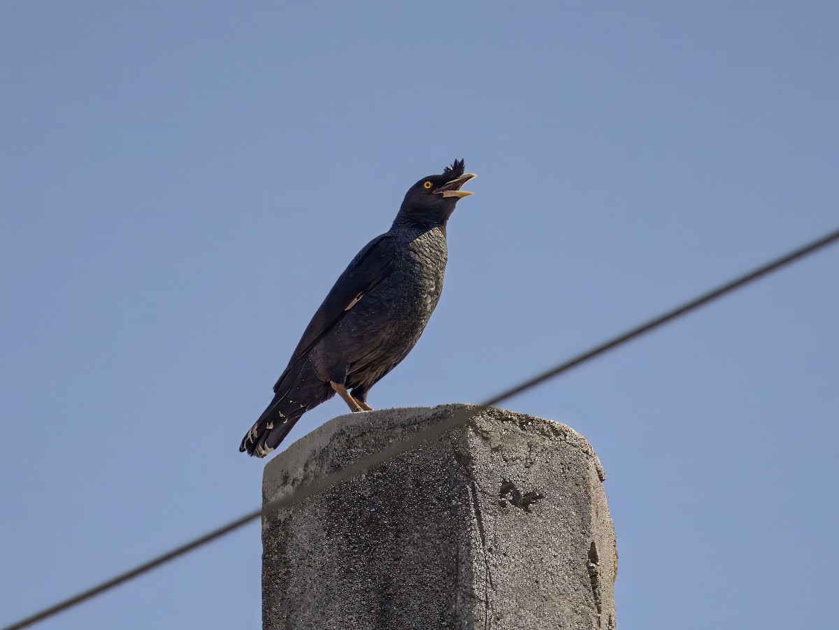 Crested Myna - ML620684167