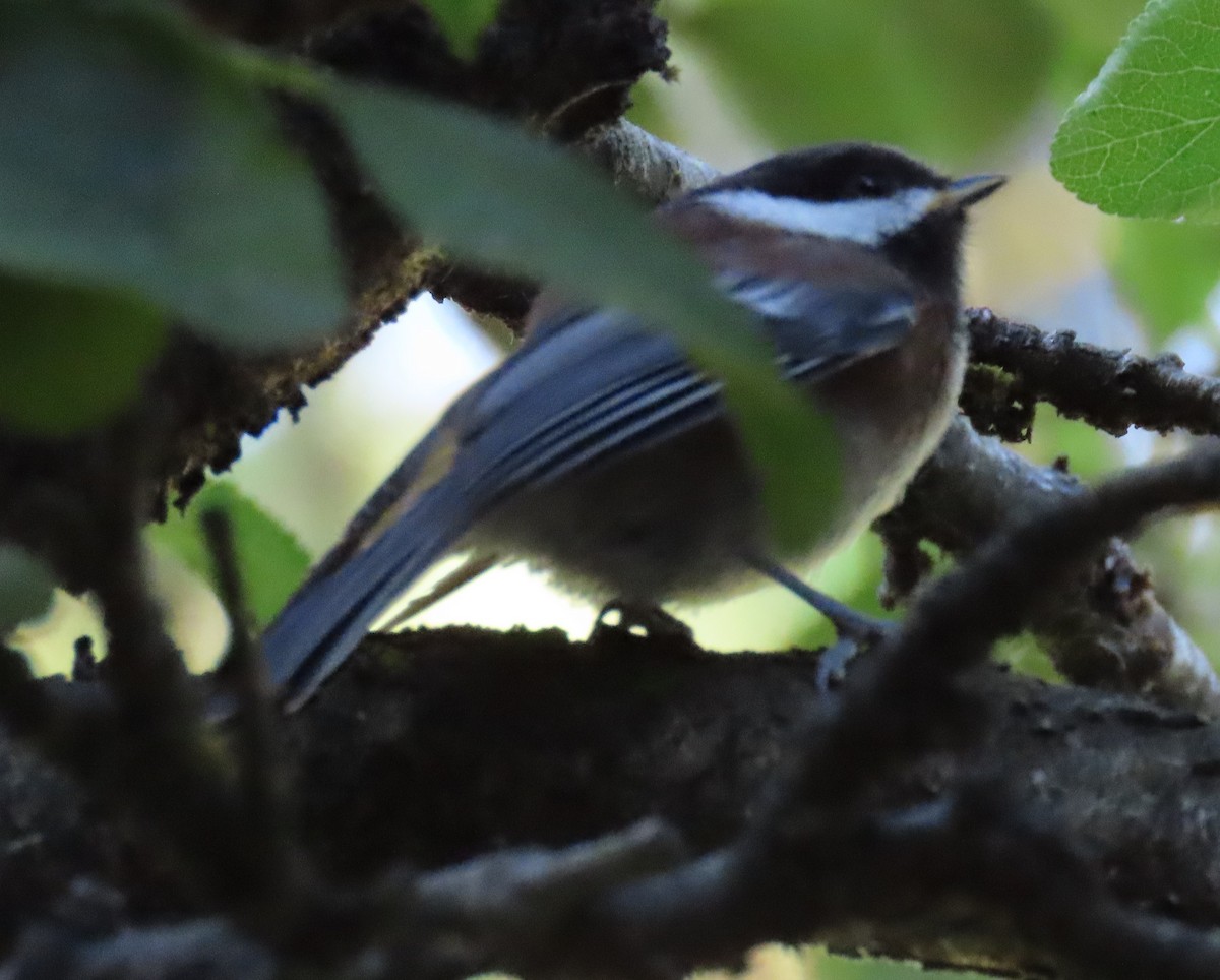 Chestnut-backed Chickadee - ML620684169