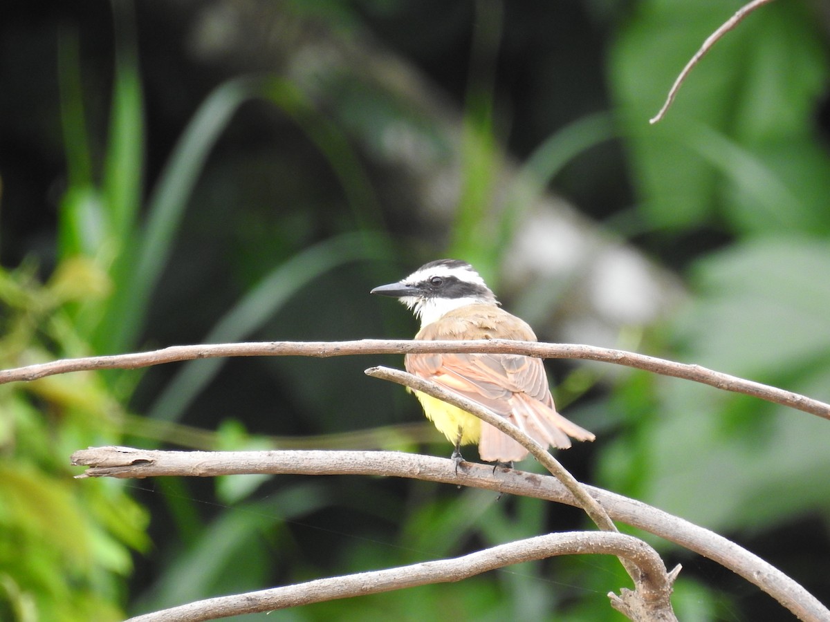 Social Flycatcher - ML620684170