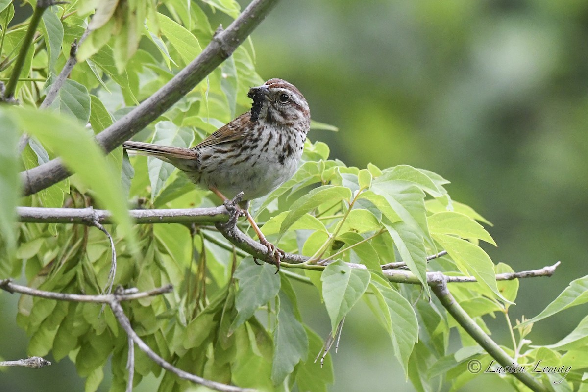 Song Sparrow - ML620684171