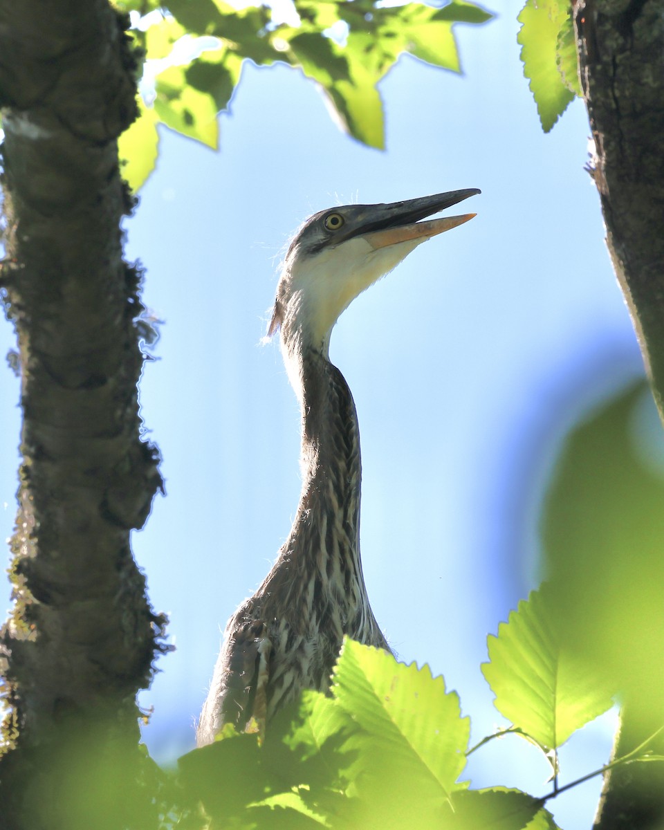 Great Blue Heron - ML620684172