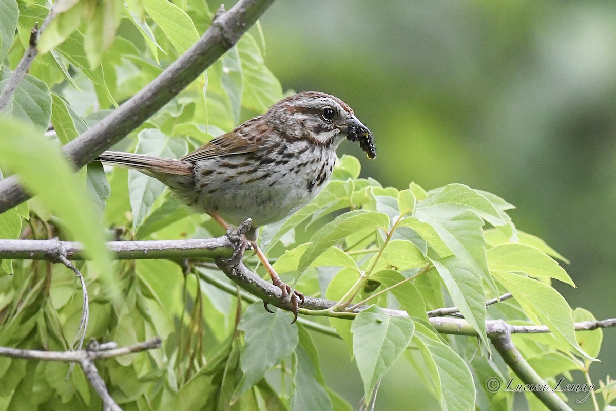 Song Sparrow - ML620684173