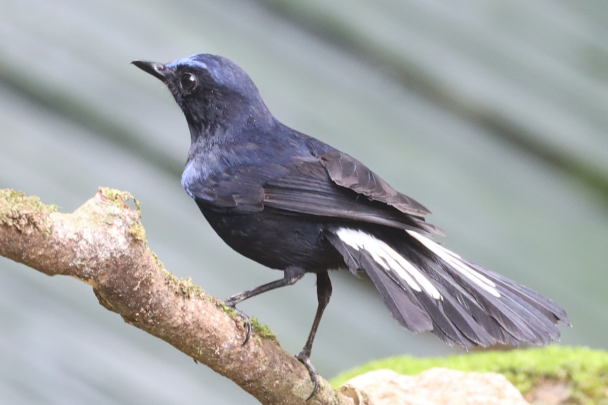 White-tailed Robin - ML620684175