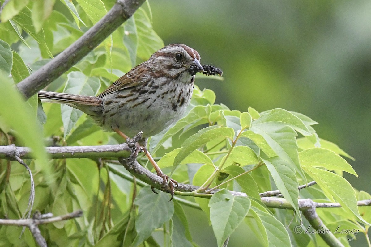 Song Sparrow - ML620684176