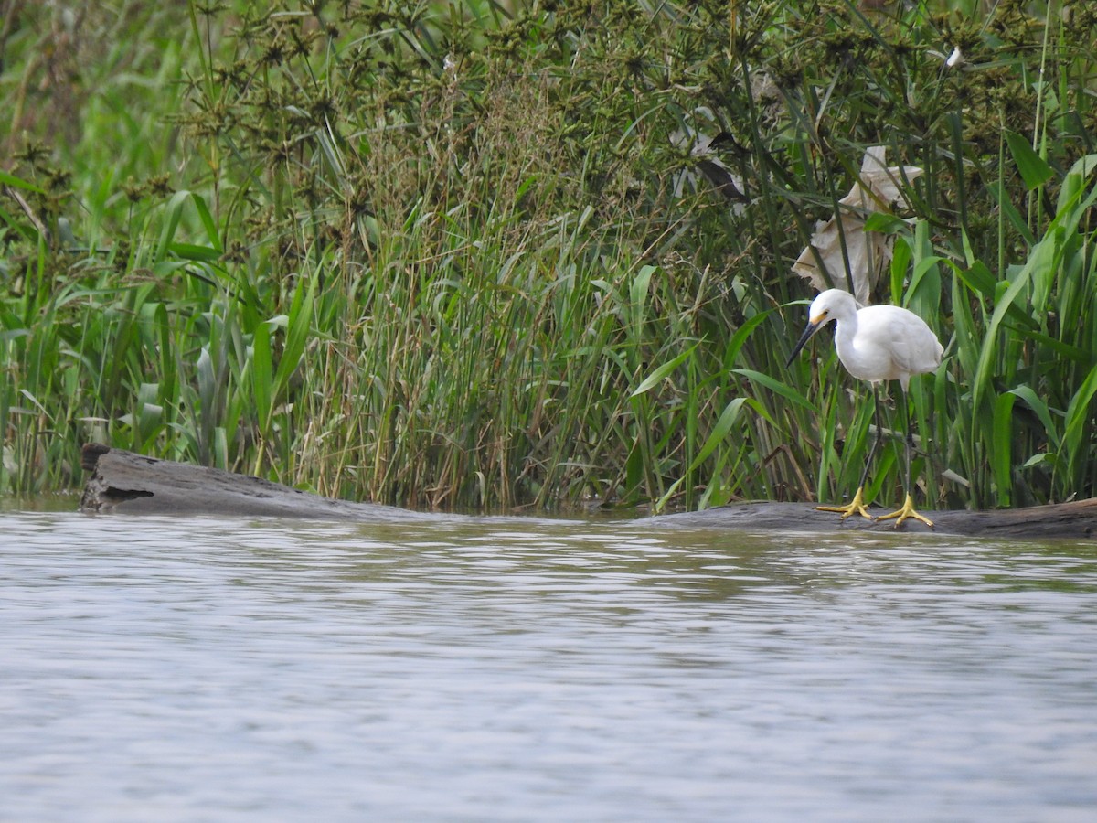 Snowy Egret - ML620684177