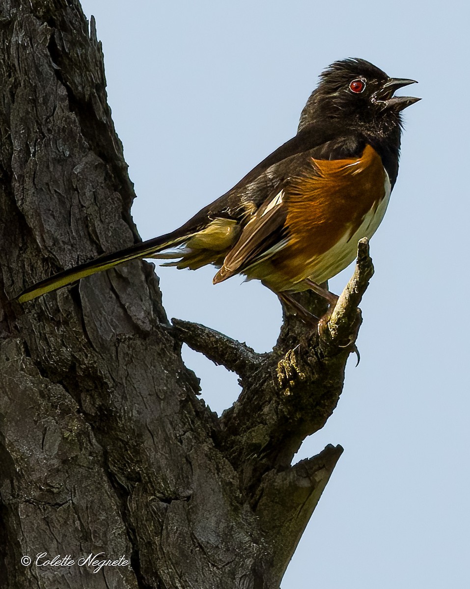 Eastern Towhee - ML620684180