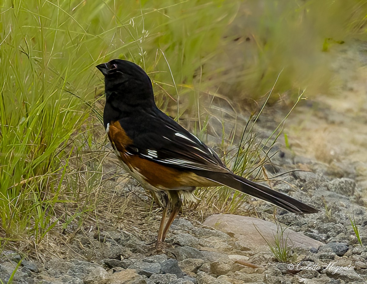 Eastern Towhee - ML620684182