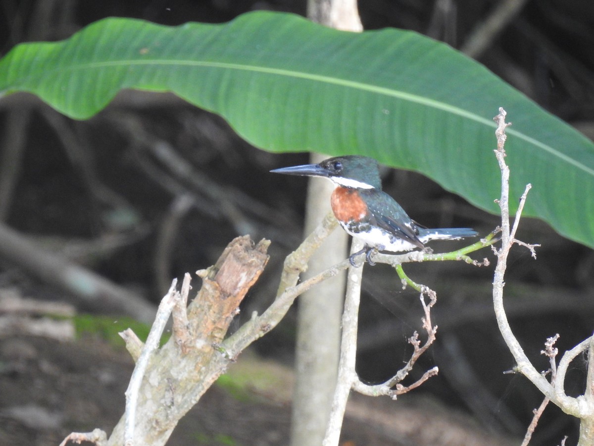 Green Kingfisher - ML620684183