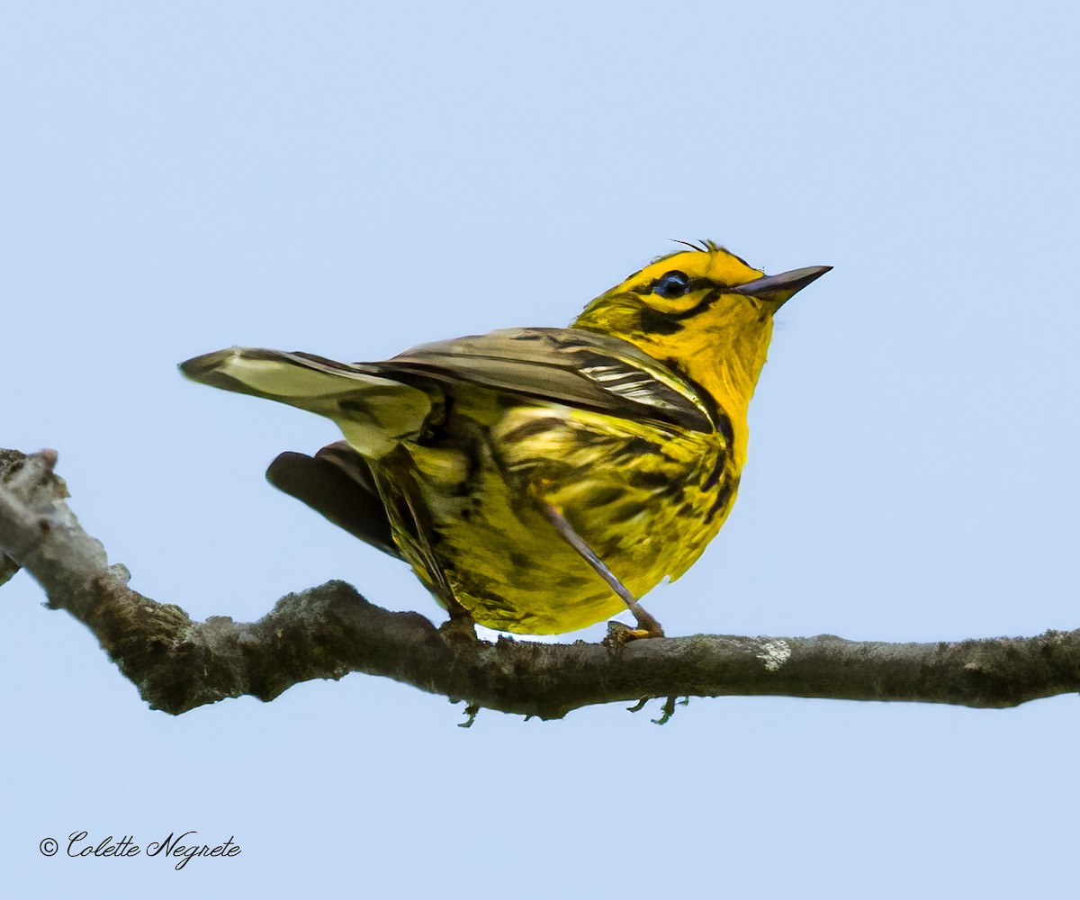 Prairie Warbler - ML620684186