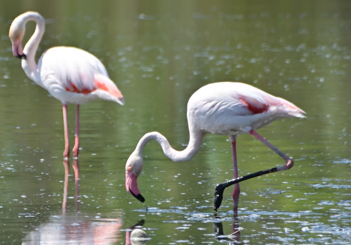 Greater Flamingo - ML620684188