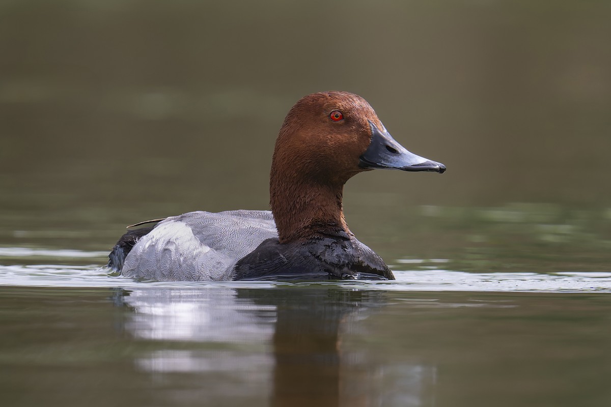 Common Pochard - Jeff Maw
