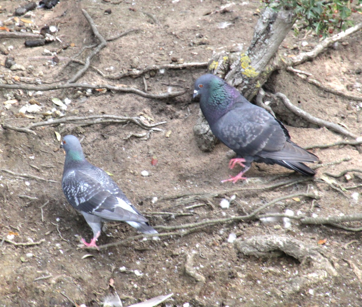 Rock Pigeon (Feral Pigeon) - ML620684194