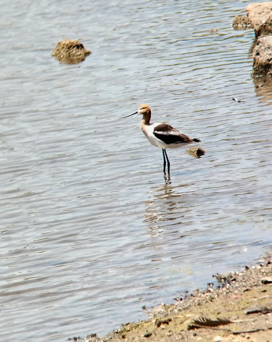 American Avocet - ML620684195