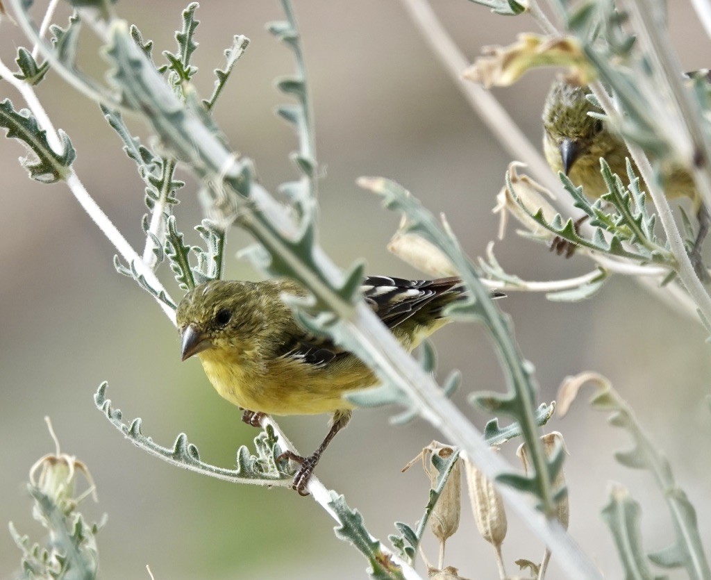 Lesser Goldfinch - ML620684197