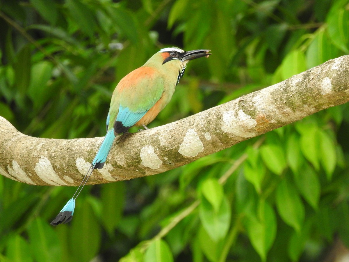 Turquoise-browed Motmot - ML620684199