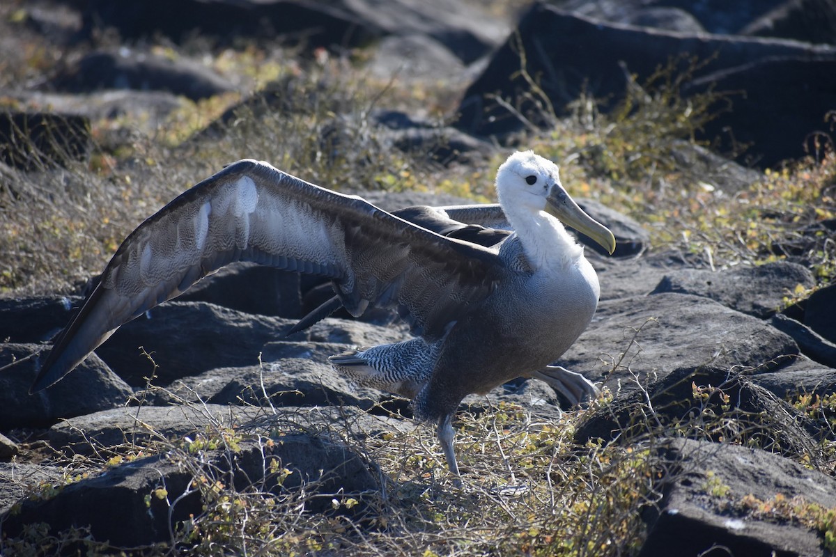 Waved Albatross - ML620684200