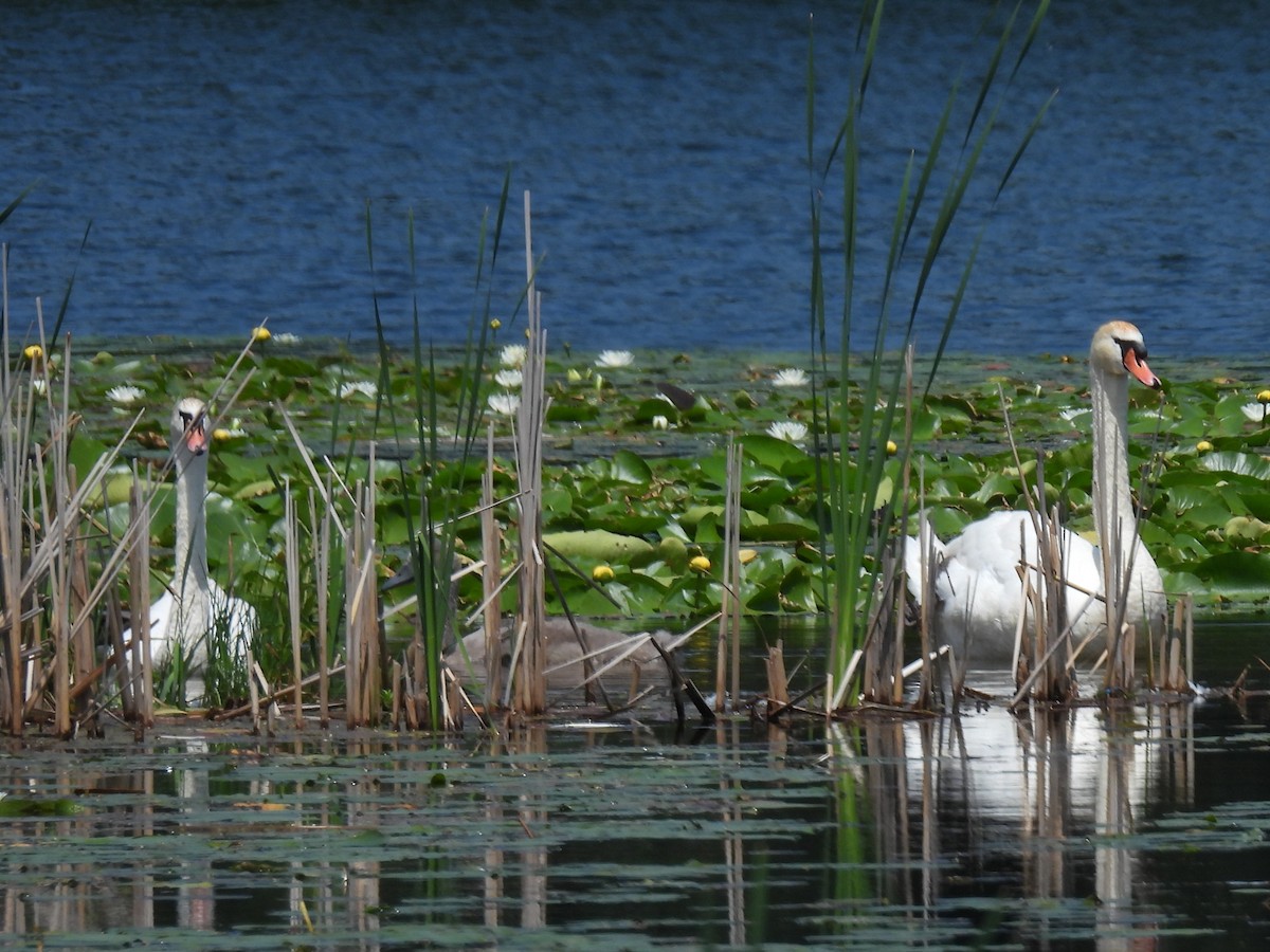 Mute Swan - ML620684208