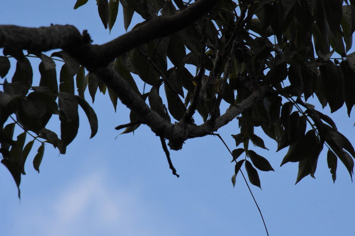 Chestnut-capped Warbler - ML620684209