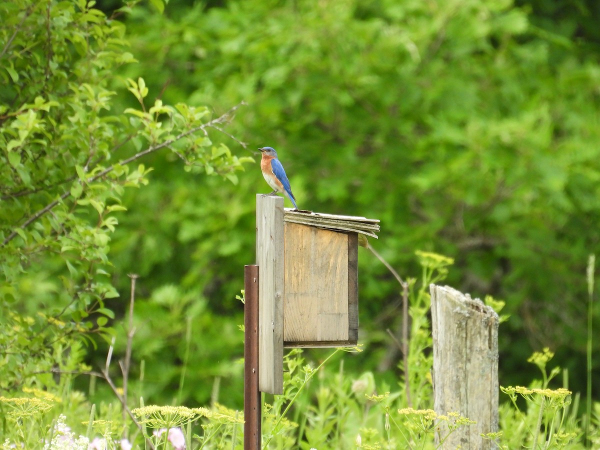 Eastern Bluebird - ML620684211