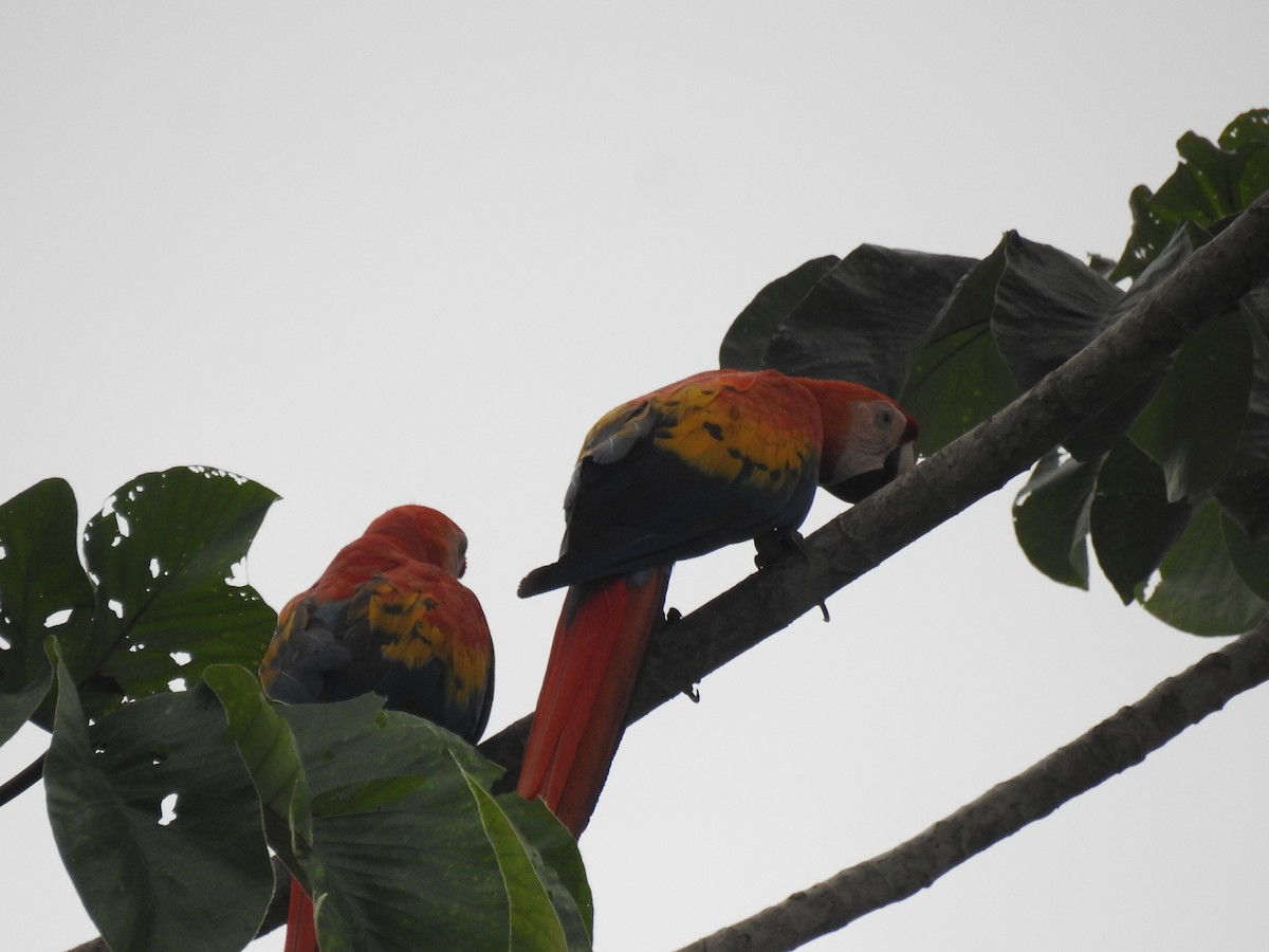 Scarlet Macaw - ML620684213