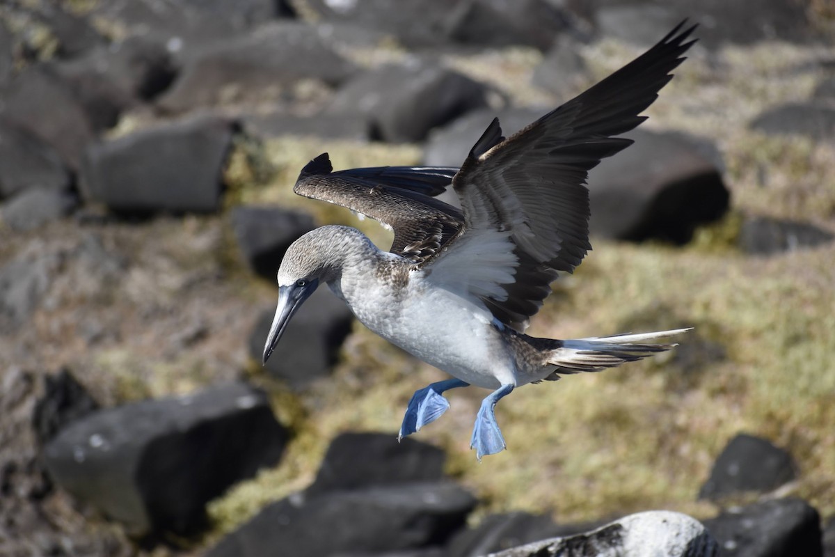 Blue-footed Booby - ML620684214