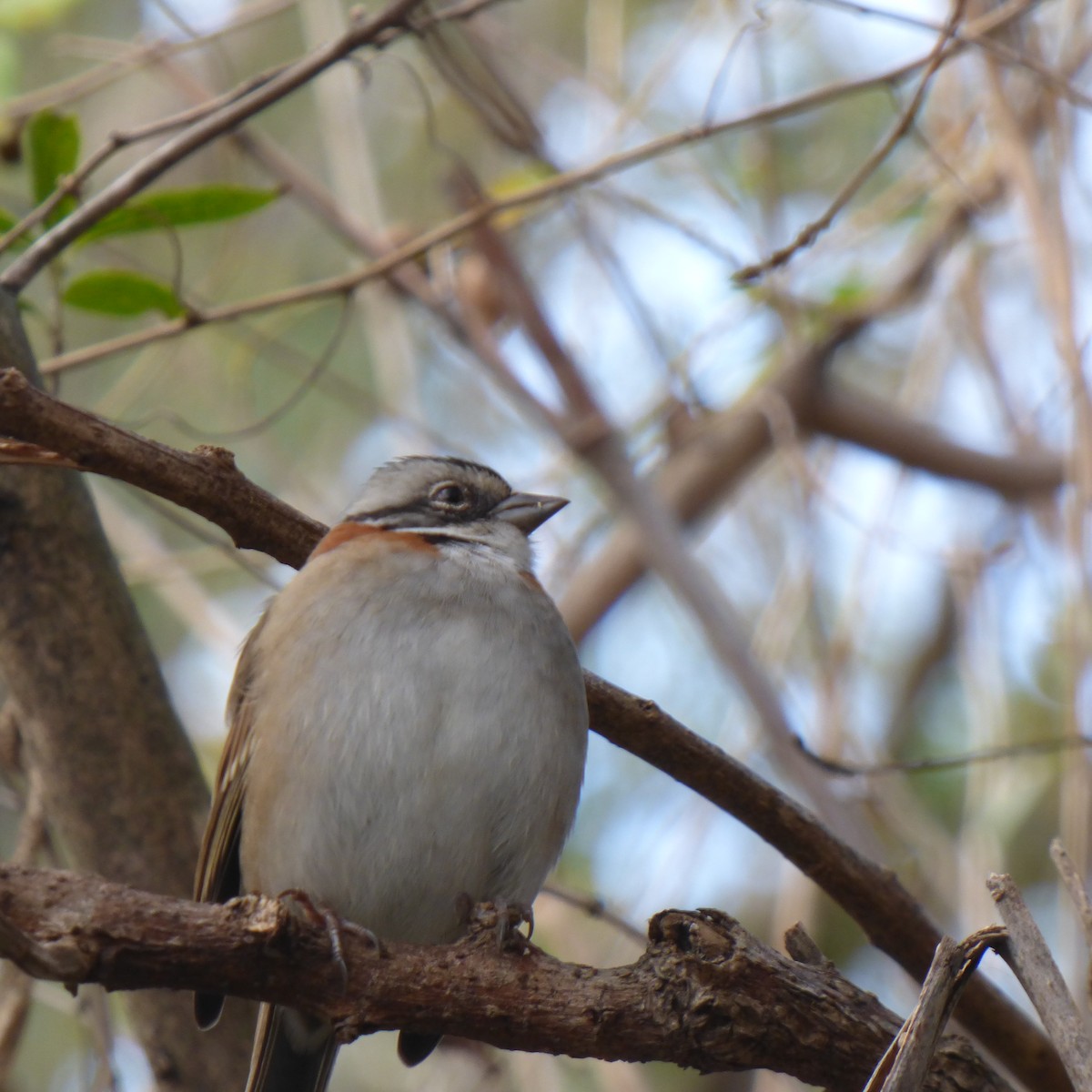 Rufous-collared Sparrow - PAULA ARNAIZ