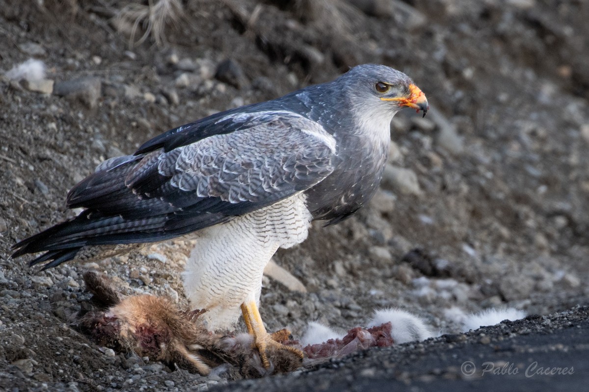 Black-chested Buzzard-Eagle - ML620684218