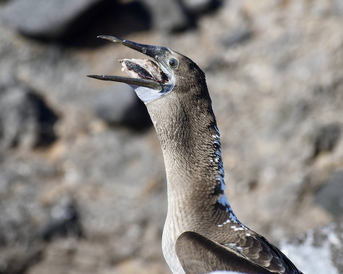 Blue-footed Booby - ML620684219