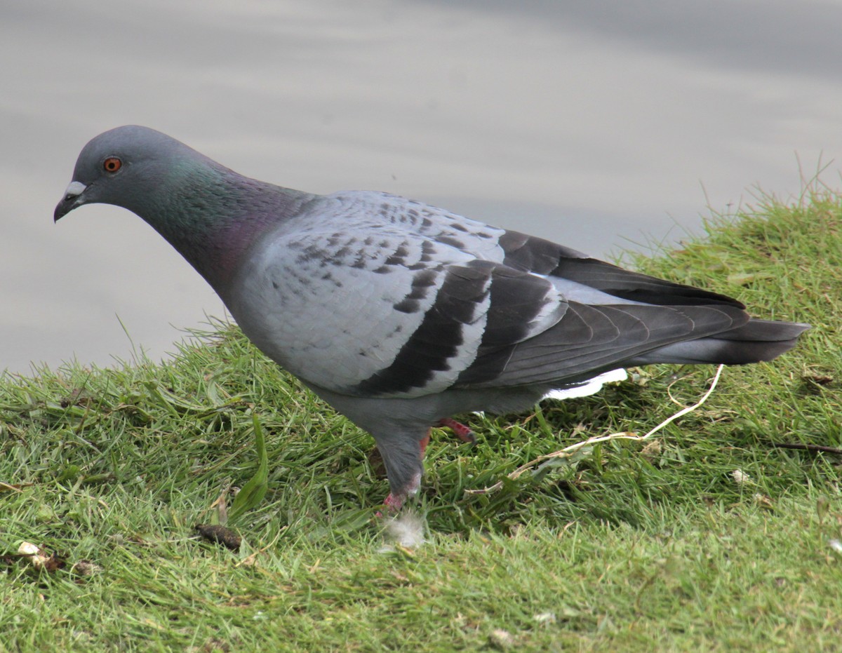 Rock Pigeon (Feral Pigeon) - ML620684222