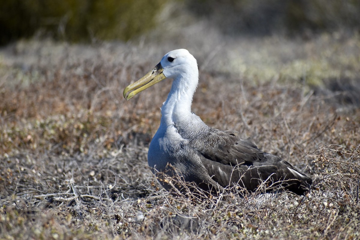 Albatros des Galapagos - ML620684223