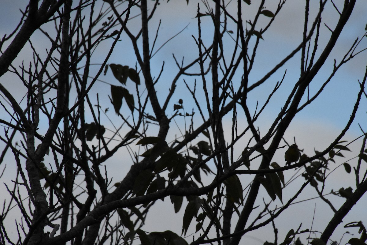 Chestnut-capped Warbler - Jerry Davis