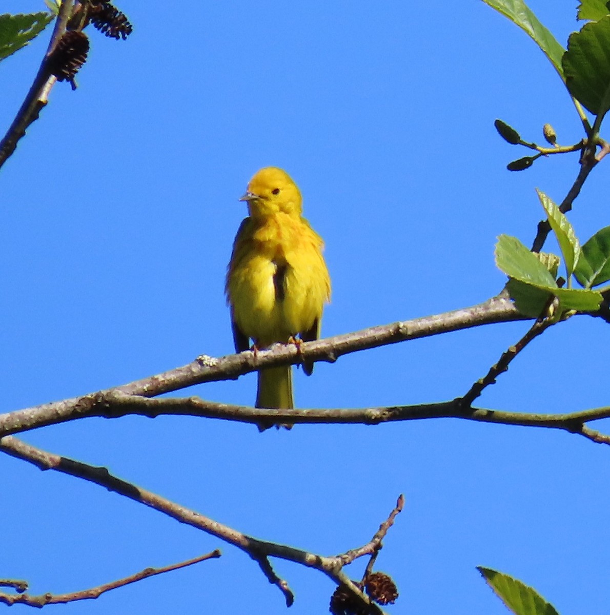 Yellow Warbler - ML620684228