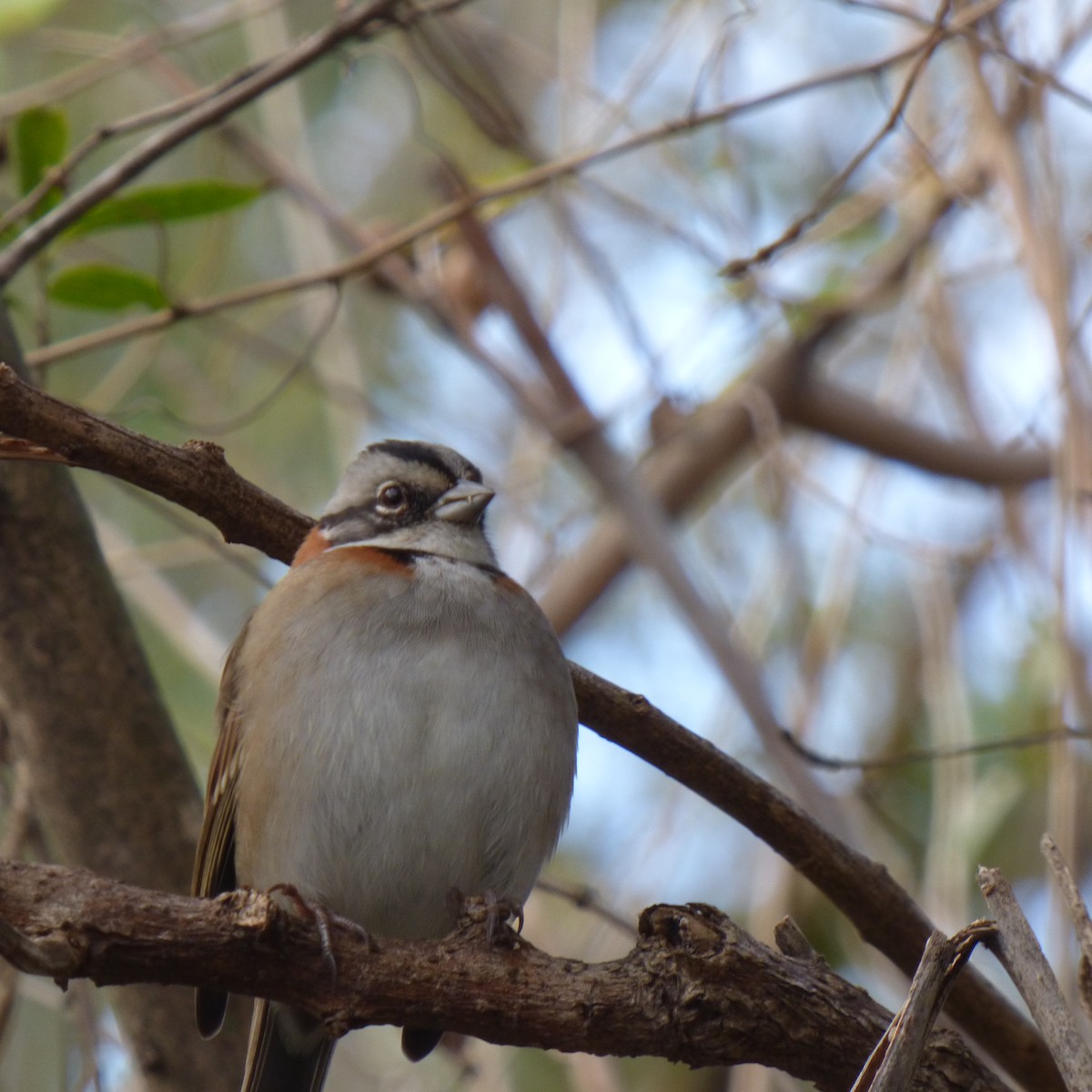 Rufous-collared Sparrow - ML620684229