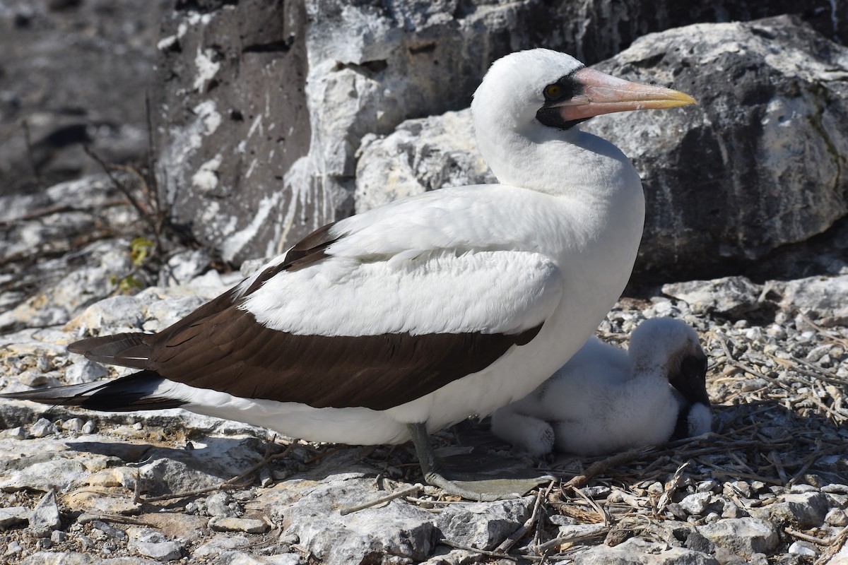 Nazca Booby - ML620684230