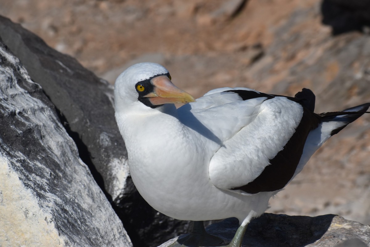 Nazca Booby - ML620684231