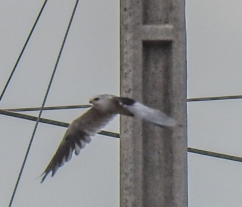 White-tailed Kite - ML620684232