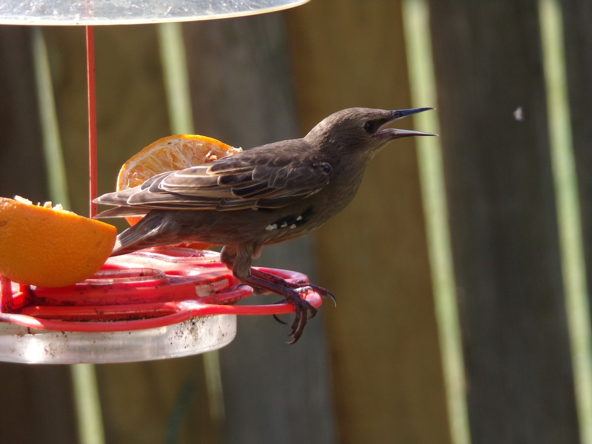 European Starling - ML620684234