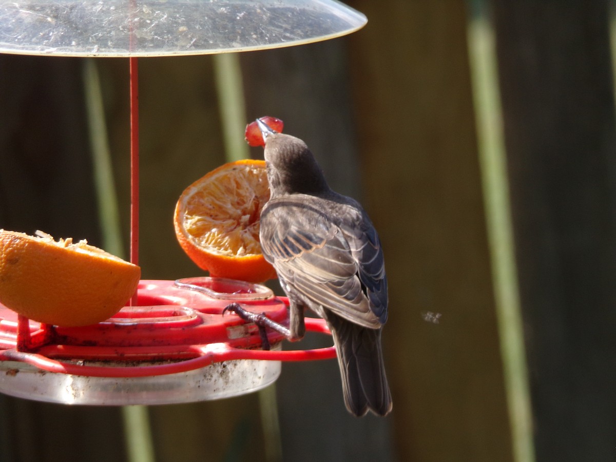 European Starling - ML620684235