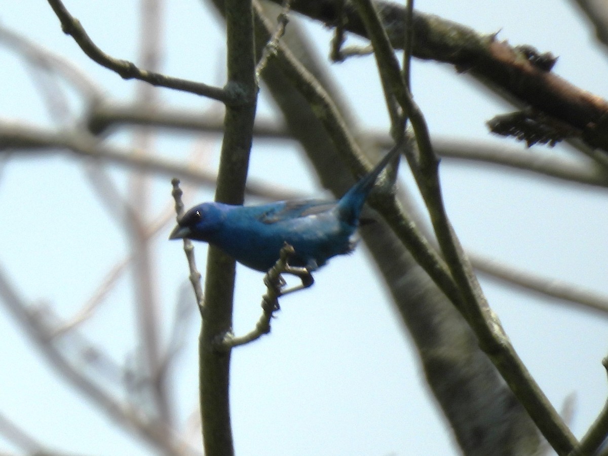 Indigo Bunting - ML620684237