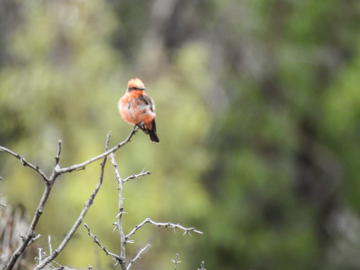 Vermilion Flycatcher - ML620684241