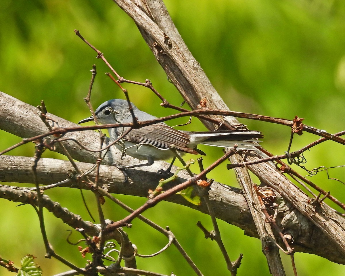 Blue-gray Gnatcatcher - Aubrey Merrill