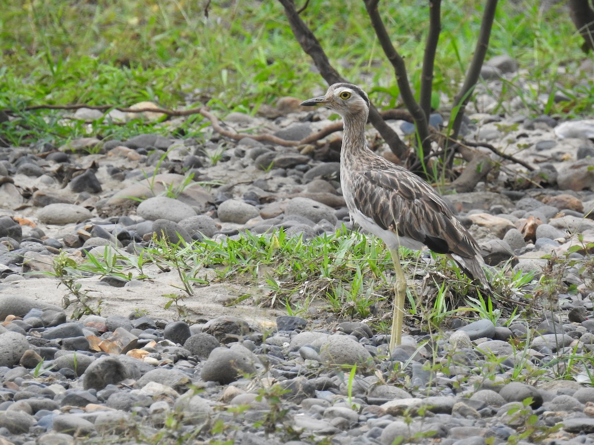 Double-striped Thick-knee - Coral Avilés Santiago