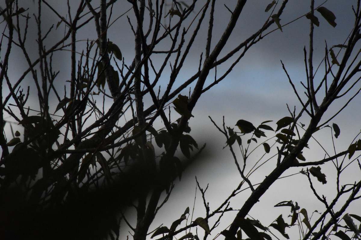 Chestnut-capped Warbler - ML620684246