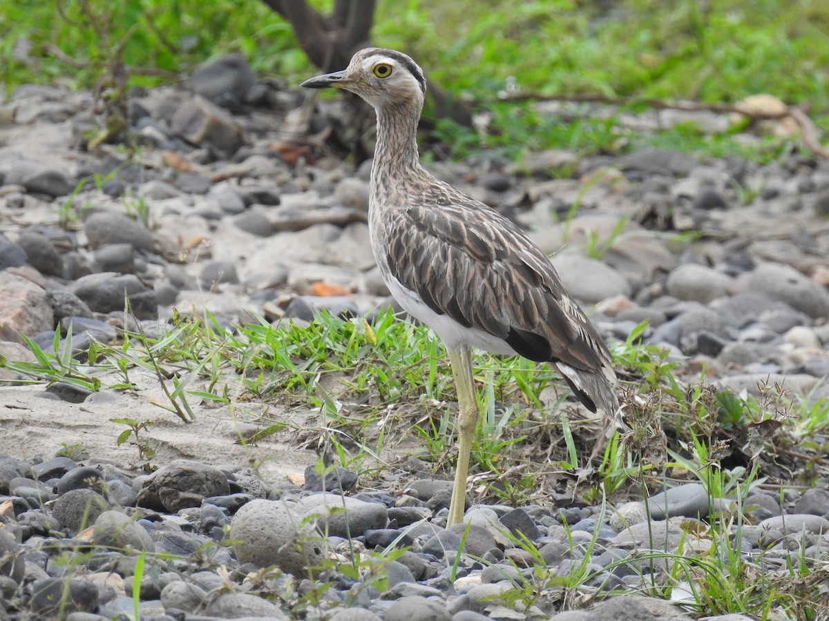 Double-striped Thick-knee - ML620684247