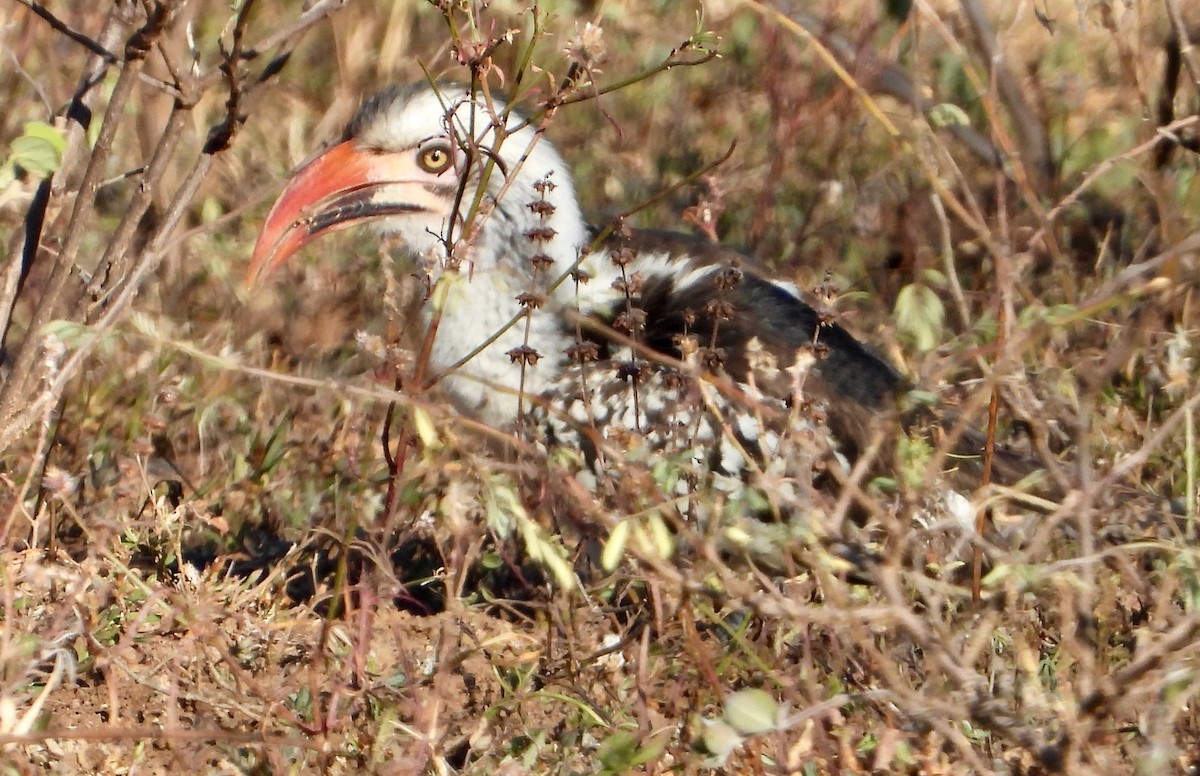 Southern Red-billed Hornbill - ML620684250