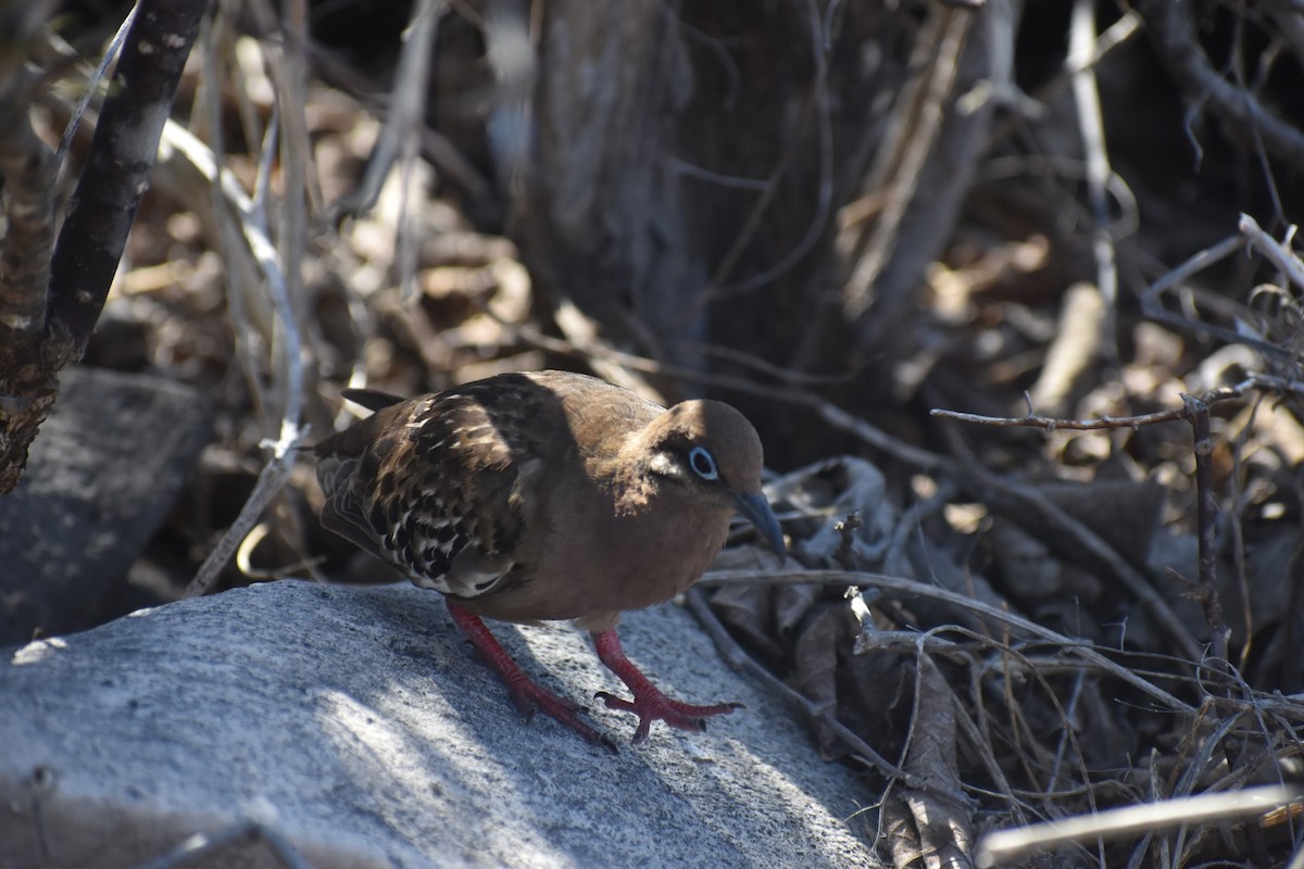 Tourterelle des Galapagos - ML620684251