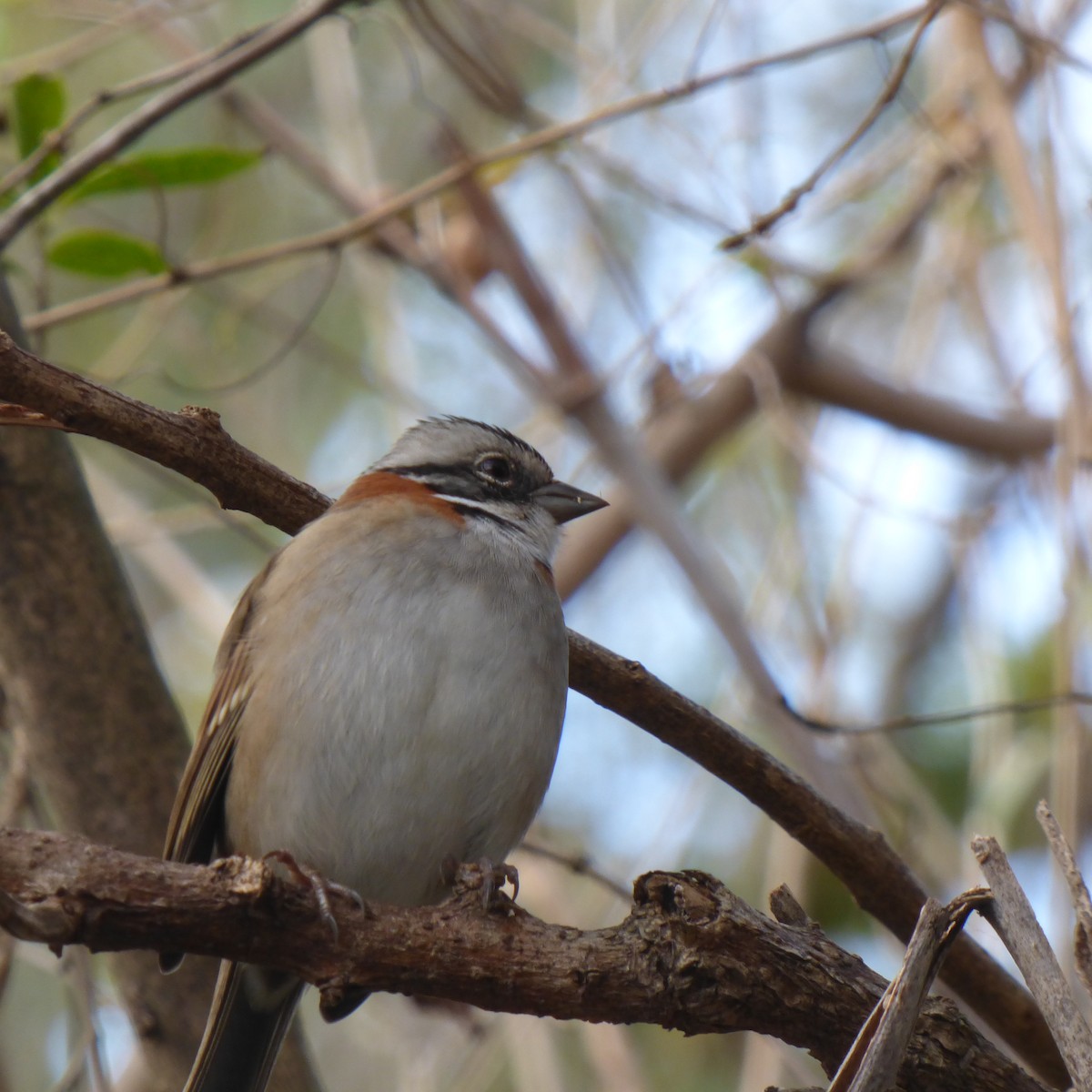 Rufous-collared Sparrow - ML620684252