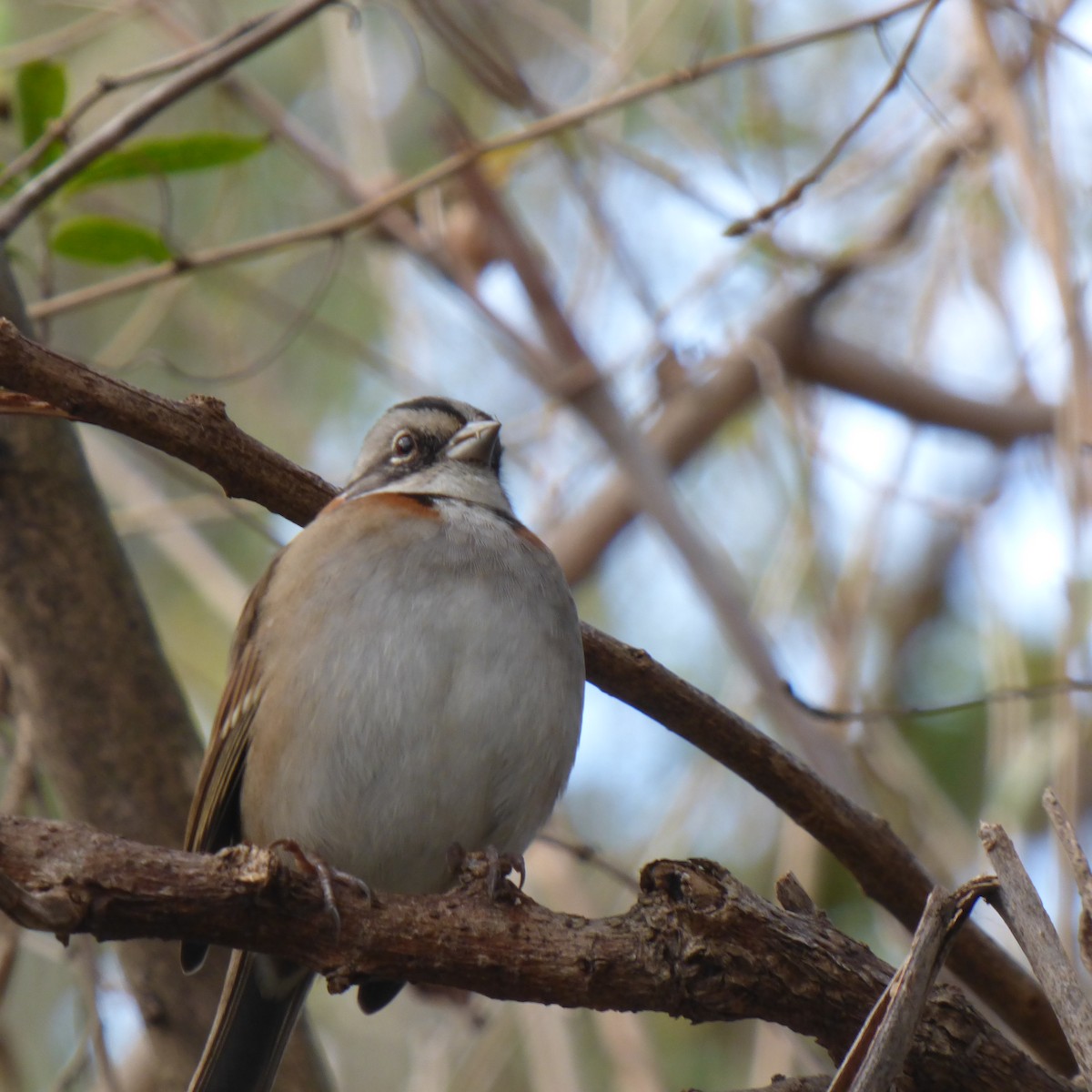 Rufous-collared Sparrow - ML620684253