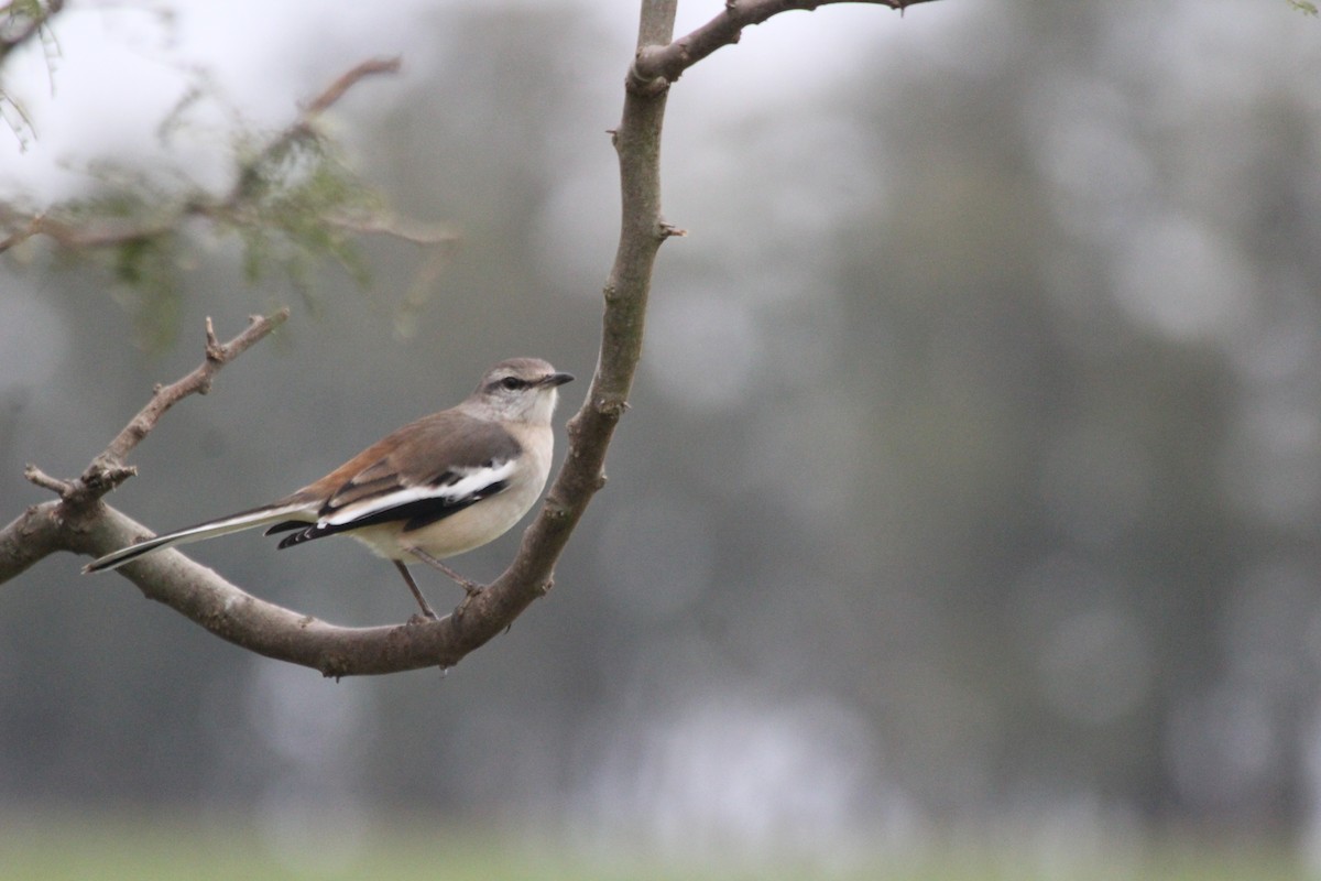 White-banded Mockingbird - ML620684255