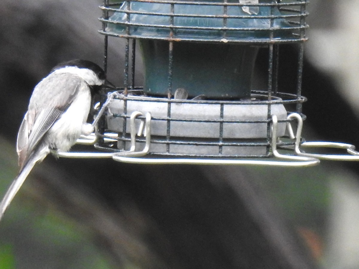 Carolina Chickadee - ML620684258